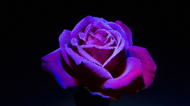 Free Rose Dark Background photo and picture