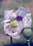 spring poppy, blooming poppy, hadji
