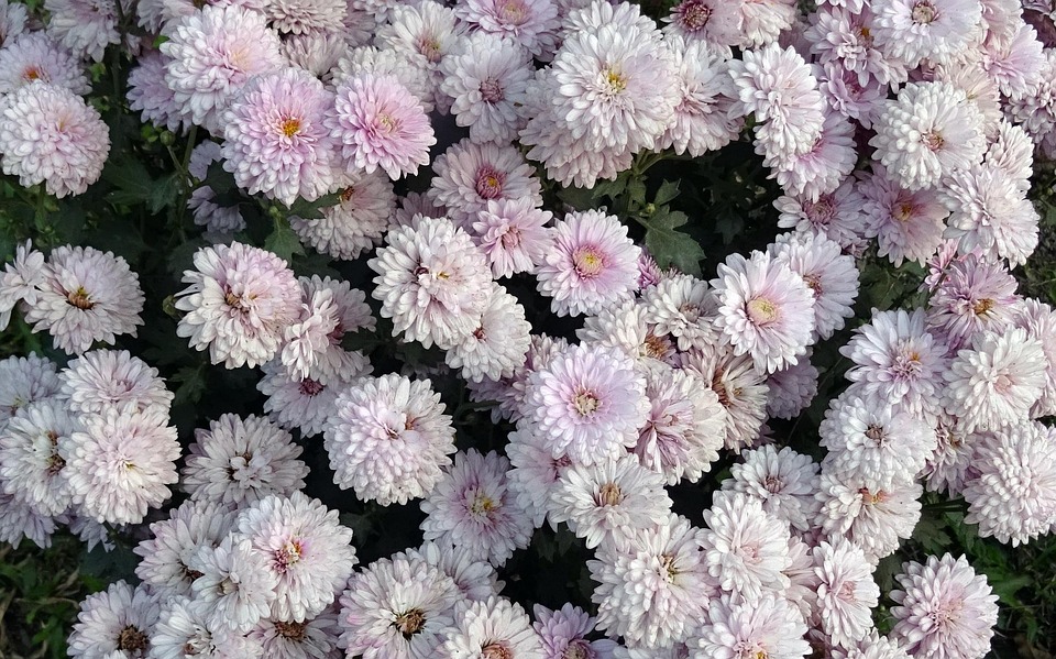 菊花菊科sevanthi Pixabay上的免费照片