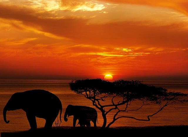 Free elephant tree africa illustration