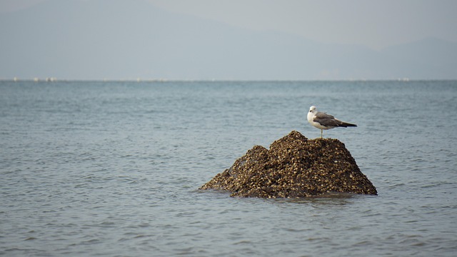 Free Ocean Gaetbawi Rock photo and picture