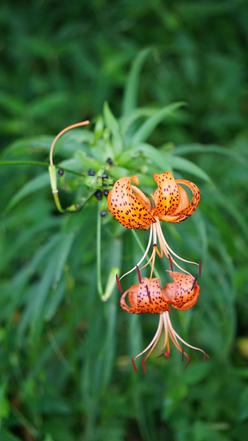 Free Lily Flower photo and picture