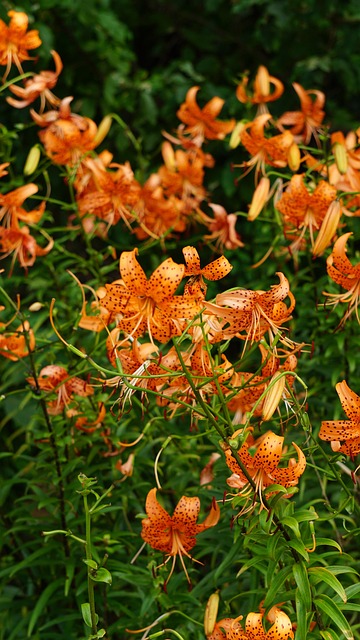 Free Lily Flower photo and picture