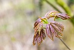 spring, bloom, chestnut