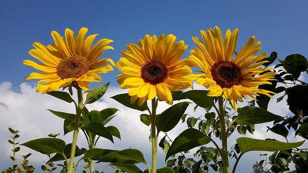 Free Sunflowers Three photo and picture