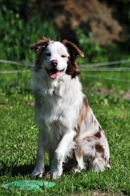Border Collie, Distrugator, Portret
