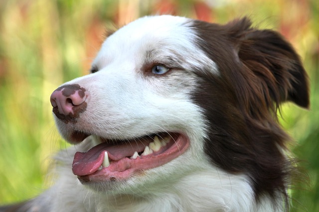 Border Collie, Botul, Vedere, Câine