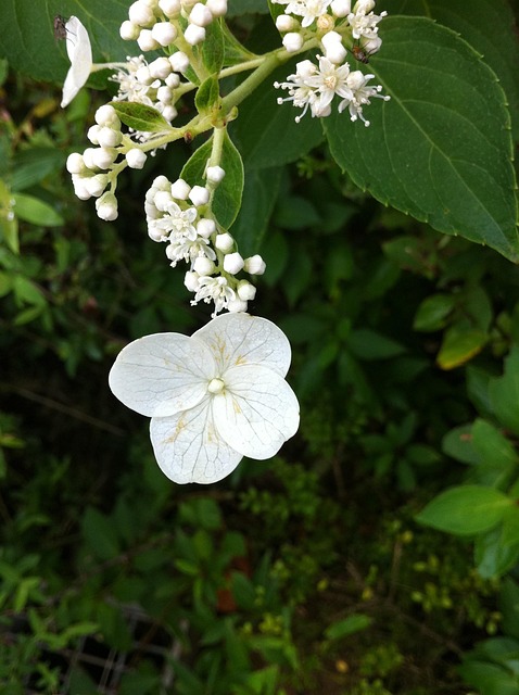 Free Flower Iphone photo and picture