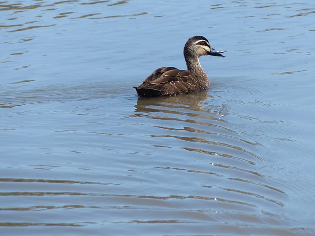 Free Duck Birds photo and picture