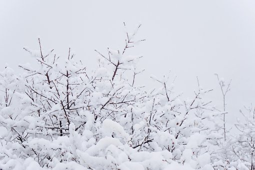 Invierno, Nieve, Blanco, Frío, Invernal