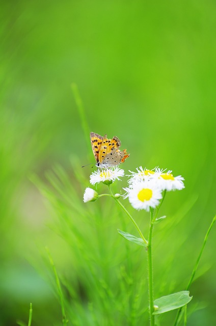 Sommerfugl, Smukke Blomster