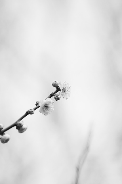 Japansk Blomme, Forår, Hvid Blomme
