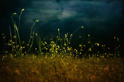 Free Flower Spring photo and picture
