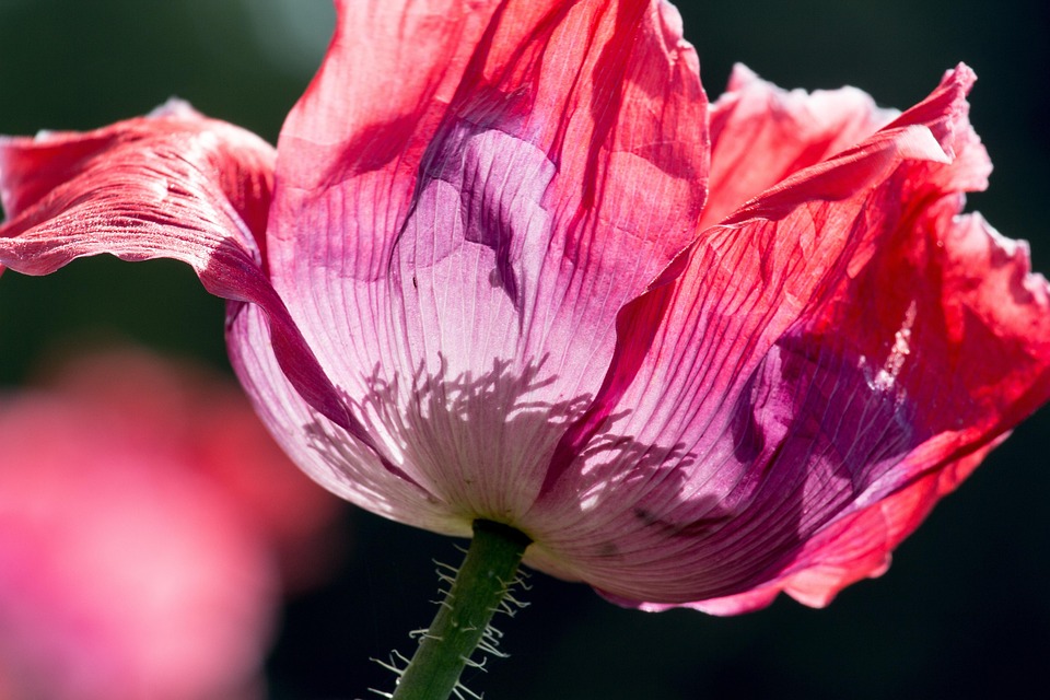ポピー 花 ポピーの花 Pixabayの無料写真 ポピー 花 ポピーの花 Pixabayの無料写真