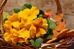 flower, primrose, signs of spring