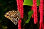 butterfly, chenille, pusstail