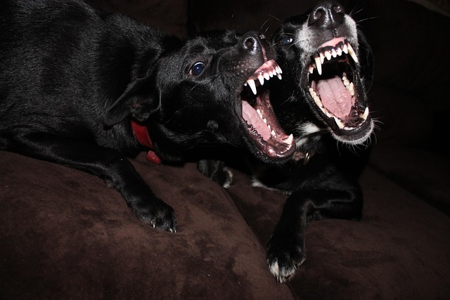 Funny, dogs, nature and animals — photo by jrstymiest