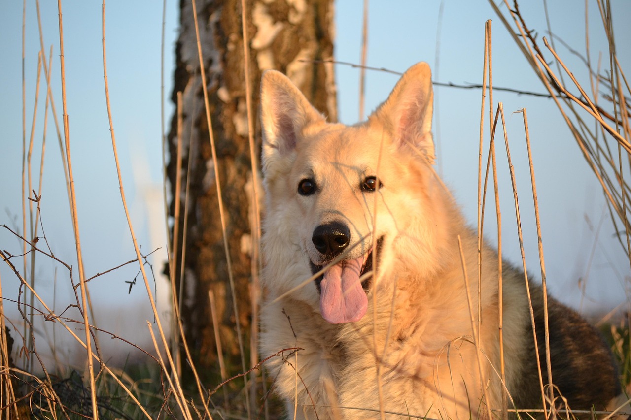动物 狗 雪橇犬杂种 - Pixabay上的免费照片 - Pixabay