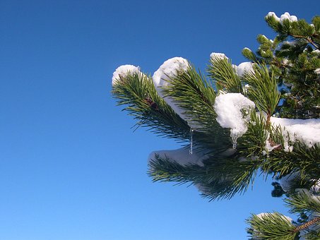 Schnee, Zweig, Kiefer, Eiszapfen, Frost