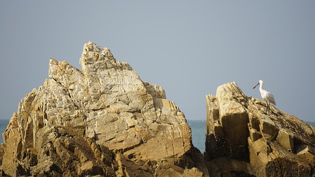 Free Ocean Seagull photo and picture