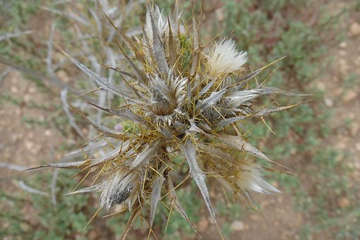 Free Borriquero Thistle Dried photo and picture