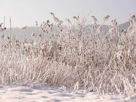 Inverno, Neve, Invernal, Frio, Nevado