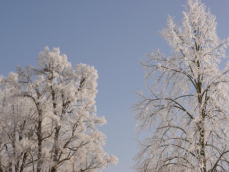 Árvore, Inverno, Neve, Invernal