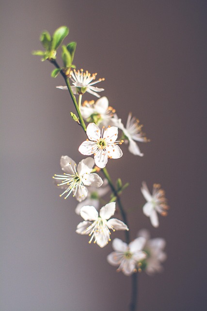 Primavera, Flor De Cerezo