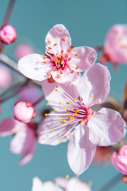 Primavera, Flor De Cerezo