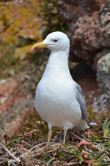 Free Seagull Sea photo and picture