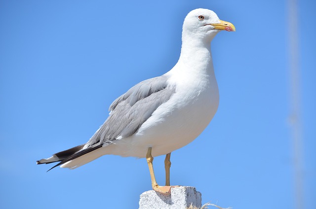 Free Seagull Bird photo and picture