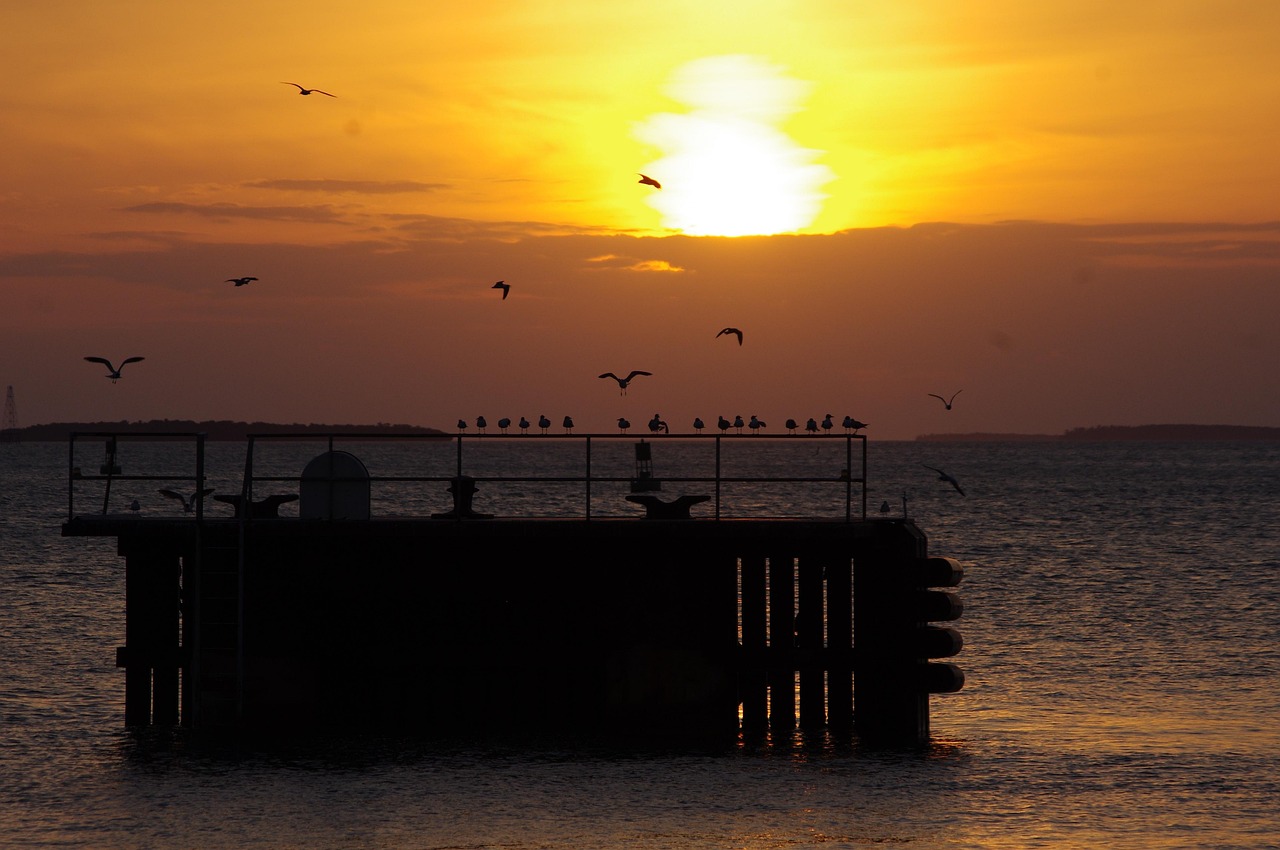 Key West Bird Sunset - Free photo on Pixabay