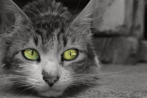 Katze, Katzenartig, Maskottchen, Tier