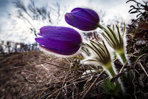 Free Pasque Flower Pulsatilla photo and picture