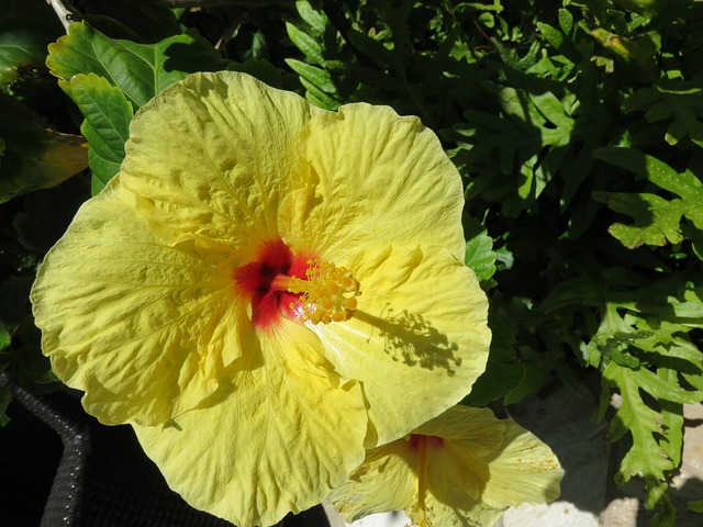 Free Flower Hibiscus photo and picture