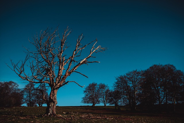 Free Nature Tree photo and picture