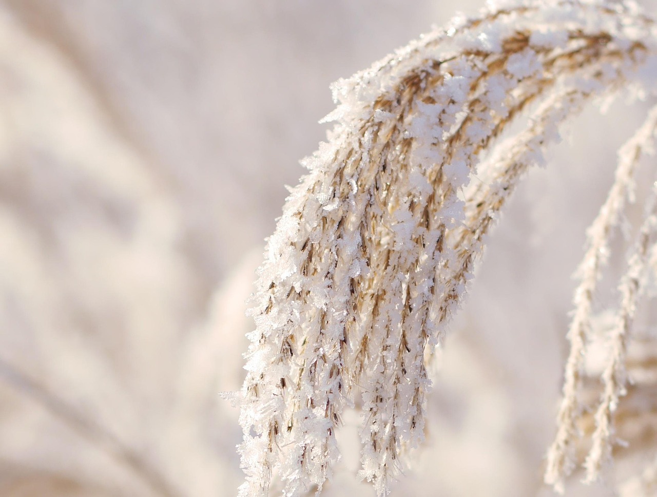 Winter Reed Snow - Free photo on Pixabay