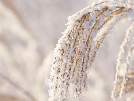 Inverno, Junco, Neve, Invernal, Natureza