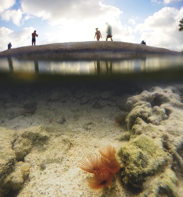 Free Under Water Ocean photo and picture