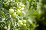 eggplant 400-08373800, 400-08373801, 400-08373802