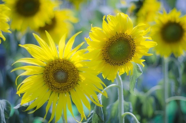Free Abstract Agriculture photo and picture