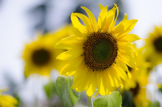 Free Abstract Agriculture photo and picture