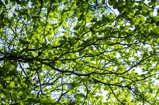 Free Background Free Wallpaper photo and picture
