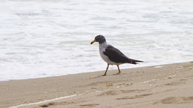 Gaivota, Pássaros, Aves Aquáticas