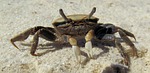 she crab, fiddler crab, brackish