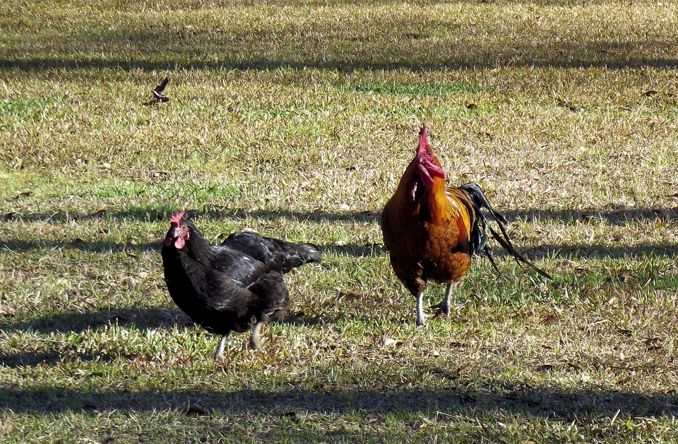 rooster hen chickens free photo on pixabay