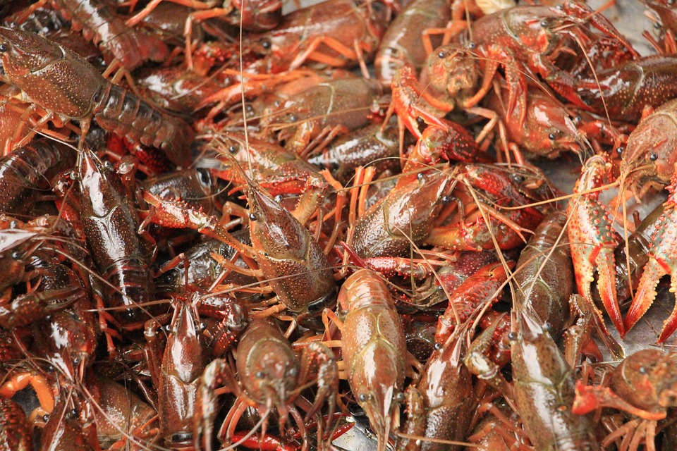 Gourmet Lobster Udang Foto Gratis Di Pixabay