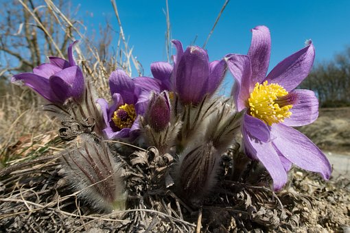 Free Pasque Flower Pulsatilla photo and picture