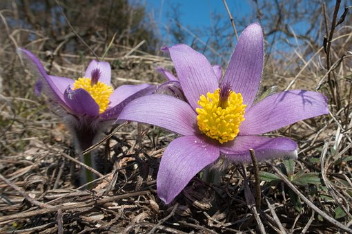 Free Pasque Flower Pulsatilla photo and picture