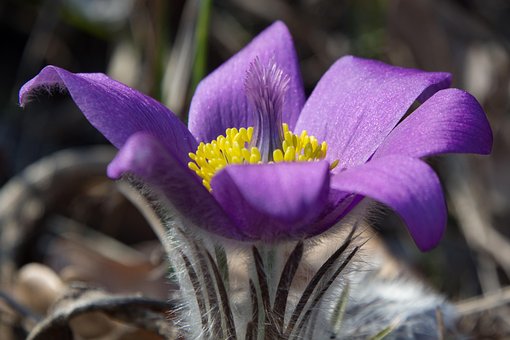 Free Pasque Flower Pulsatilla photo and picture